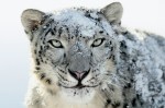 Snow_Leopard
